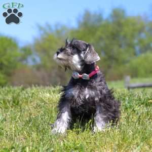 Layla, Miniature Schnauzer Puppy